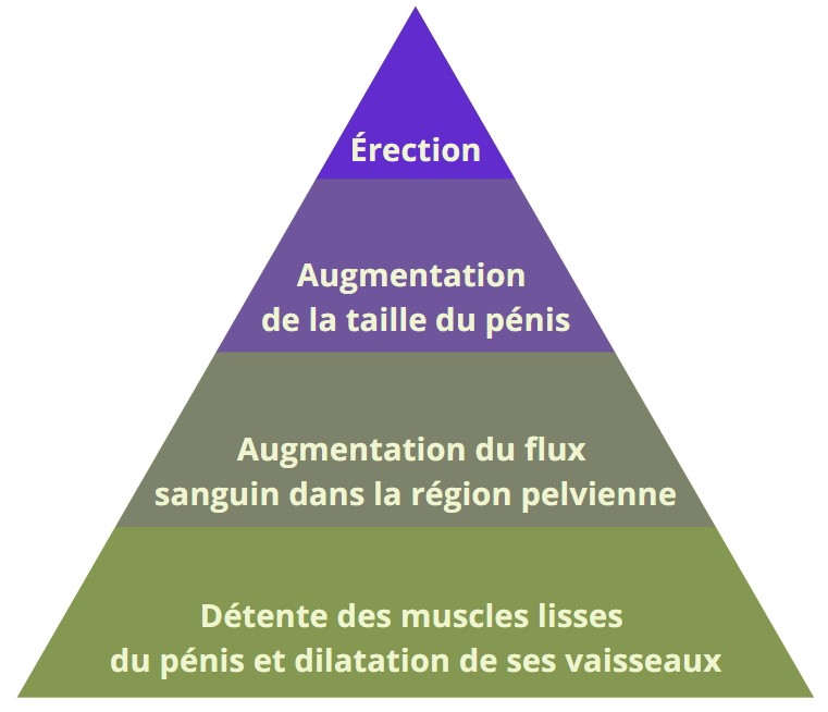 Combien de temps dure l'effet du Kamagra ?